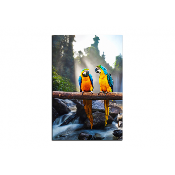 Obraz na plátně - Modro žluté Macaw - obdélník